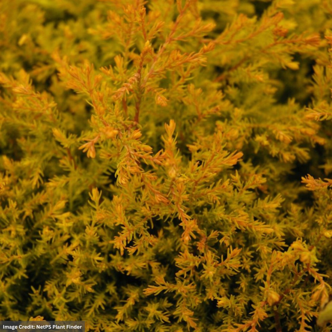 Arborvitae – Fire Chief – #2 Container
